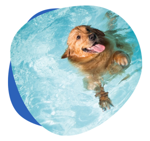 Dog swimming